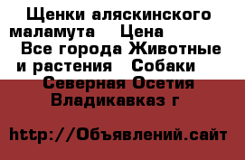 Щенки аляскинского маламута  › Цена ­ 15 000 - Все города Животные и растения » Собаки   . Северная Осетия,Владикавказ г.